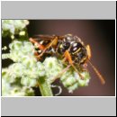 Mellinus crabroneus - Grabwespe w10 12mm - OS-Wallenhorst Sandgrube.jpg